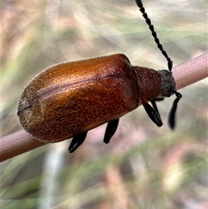 Ecnolagria grandis (Honeybrown beetle) at Aranda, ACT by Jubeyjubes