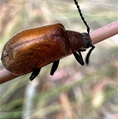 Ecnolagria grandis at Aranda, ACT - 20 Nov 2024 10:11 AM