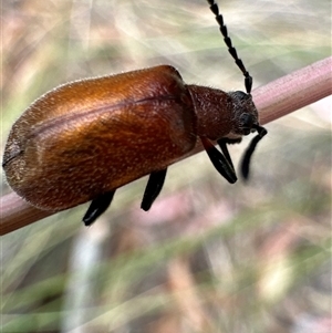 Ecnolagria grandis at Aranda, ACT - 20 Nov 2024 10:11 AM