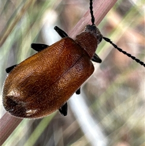 Ecnolagria grandis at Aranda, ACT - 20 Nov 2024 10:11 AM