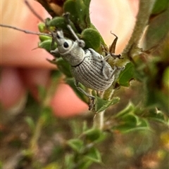 Unidentified Weevil (Curculionoidea) at Cook, ACT - 19 Nov 2024 by Jubeyjubes