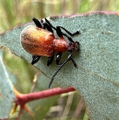 Ecnolagria grandis (Honeybrown beetle) at Cook, ACT - 20 Nov 2024 by Jubeyjubes