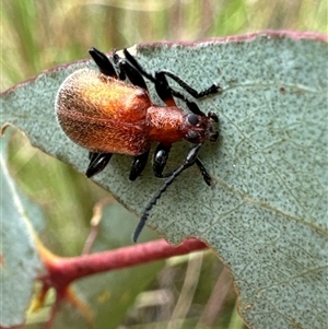 Ecnolagria grandis (Honeybrown beetle) at Cook, ACT by Jubeyjubes