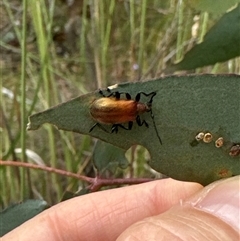 Ecnolagria grandis at Cook, ACT - 20 Nov 2024 10:04 AM