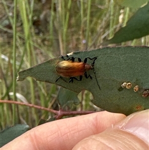 Ecnolagria grandis at Cook, ACT - 20 Nov 2024 10:04 AM