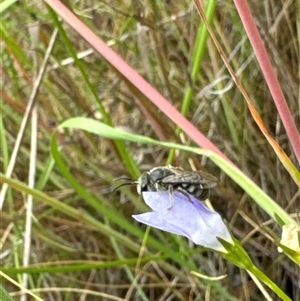 Lasioglossum (Chilalictus) sp. (genus & subgenus) at Aranda, ACT - 20 Nov 2024 10:01 AM