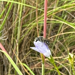 Lasioglossum (Chilalictus) sp. (genus & subgenus) at Aranda, ACT - 20 Nov 2024 10:01 AM