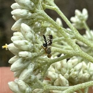 Spathulina acroleuca (A seed fly) at Aranda, ACT by Jubeyjubes