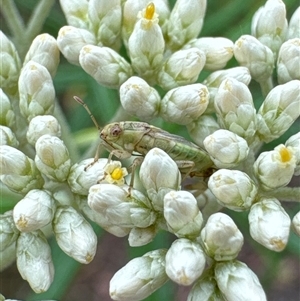 Germalus victoriae (A seed bug) at Cook, ACT by Jubeyjubes