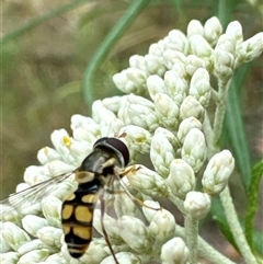 Unidentified Hover fly (Syrphidae) at Cook, ACT - 19 Nov 2024 by Jubeyjubes