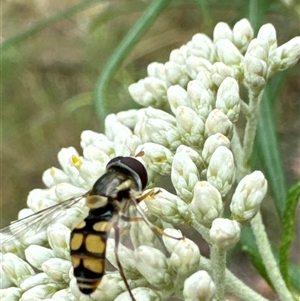 Simosyrphus grandicornis at Cook, ACT - 20 Nov 2024 09:49 AM