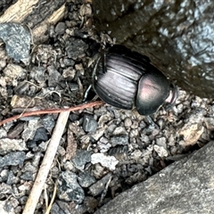 Onthophagus australis (Southern dung beetle) at Cook, ACT - 20 Nov 2024 by Jubeyjubes