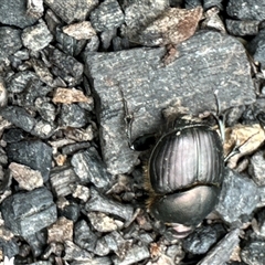 Onthophagus australis at Cook, ACT - 20 Nov 2024 09:47 AM