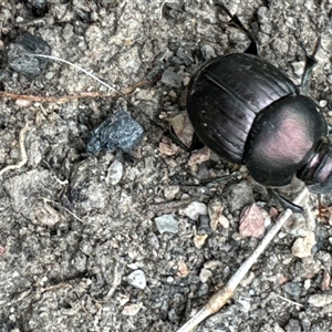 Onthophagus australis at Cook, ACT - 20 Nov 2024 09:47 AM