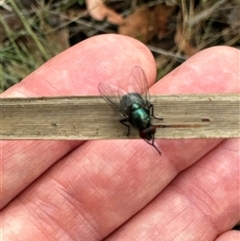 Unidentified True fly (Diptera) at Cook, ACT - 19 Nov 2024 by Jubeyjubes