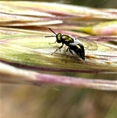 Unidentified Bee (Hymenoptera, Apiformes) at Cook, ACT - 19 Nov 2024 by Jubeyjubes