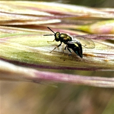 Unidentified Bee (Hymenoptera, Apiformes) at Cook, ACT - 19 Nov 2024 by Jubeyjubes