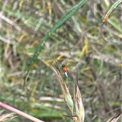 Braconidae (family) (Unidentified braconid wasp) at Cook, ACT - 19 Nov 2024 by Jubeyjubes