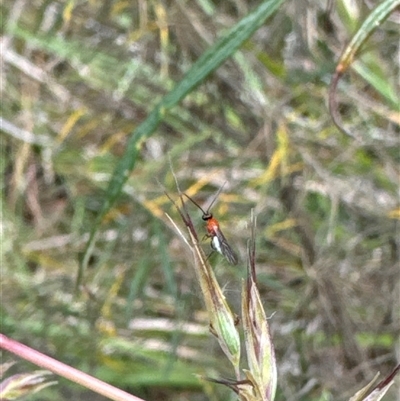 Braconidae (family) (Unidentified braconid wasp) at Cook, ACT - 20 Nov 2024 by Jubeyjubes