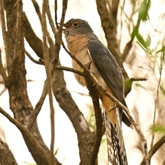 Cacomantis flabelliformis (Fan-tailed Cuckoo) at Acton, ACT - 20 Nov 2024 by Thurstan