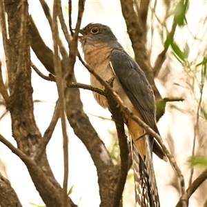 Cacomantis flabelliformis at Acton, ACT - 20 Nov 2024