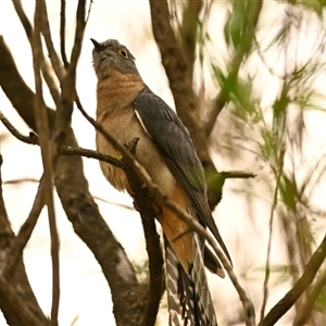 Cacomantis flabelliformis at Acton, ACT - 20 Nov 2024