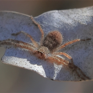 Isopedella pessleri at Higgins, ACT - 18 Nov 2024