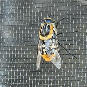 Scaptia (Scaptia) auriflua (A flower-feeding march fly) at Gundaroo, NSW by Gunyijan