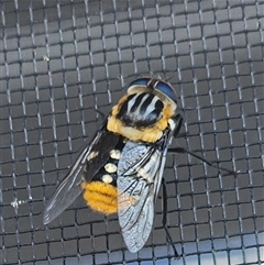 Scaptia (Scaptia) auriflua at Gundaroo, NSW - 19 Nov 2024