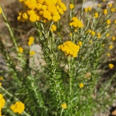 Chrysocephalum semipapposum (Clustered Everlasting) at Gundaroo, NSW - 19 Nov 2024 by Gunyijan