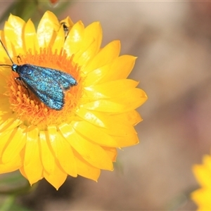 Pollanisus (genus) (A Forester Moth) at Denman Prospect, ACT by Jennybach