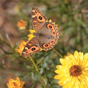 Junonia villida at Denman Prospect, ACT - 16 Nov 2024 09:06 AM