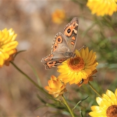 Junonia villida at Denman Prospect, ACT - 16 Nov 2024 09:06 AM