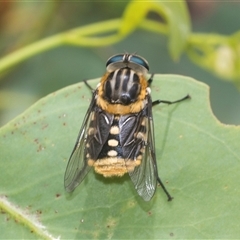 Scaptia (Scaptia) auriflua at Bungonia, NSW - 17 Nov 2024 by AlisonMilton