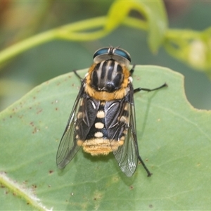 Scaptia (Scaptia) auriflua (A flower-feeding march fly) at Bungonia, NSW by AlisonMilton