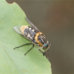 Scaptia (Scaptia) auriflua at Bungonia, NSW - 17 Nov 2024