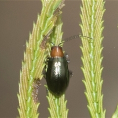 Adoxia benallae (Leaf beetle) at Bungonia, NSW - 17 Nov 2024 by AlisonMilton