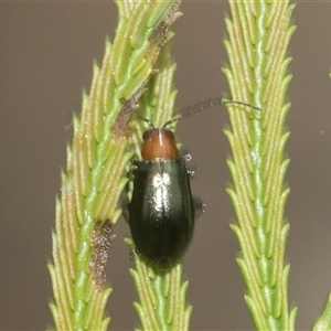 Adoxia benallae at Bungonia, NSW - 17 Nov 2024