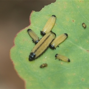 Paropsisterna cloelia at Bungonia, NSW - 17 Nov 2024