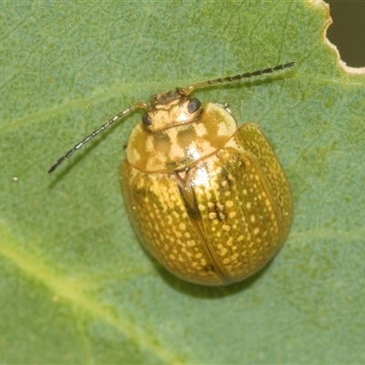 Paropsisterna cloelia (Eucalyptus variegated beetle) at Bungonia, NSW - 17 Nov 2024 by AlisonMilton