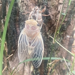 Cicadidae (family) at Bonny Hills, NSW - 20 Nov 2024 by pls047