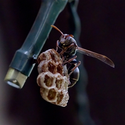 Ropalidia plebeiana (Small brown paper wasp) at Florey, ACT - 14 Nov 2024 by KorinneM