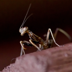 Mantidae (family) adult or nymph at Florey, ACT - 14 Nov 2024