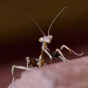 Mantidae (family) adult or nymph at Florey, ACT - 14 Nov 2024