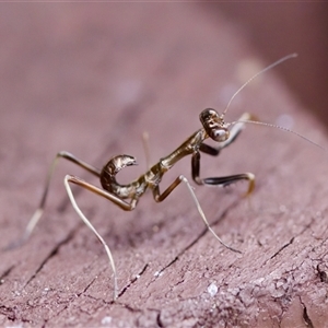 Mantidae (family) adult or nymph at Florey, ACT - 14 Nov 2024