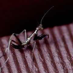 Mantidae (family) adult or nymph at Florey, ACT - 14 Nov 2024