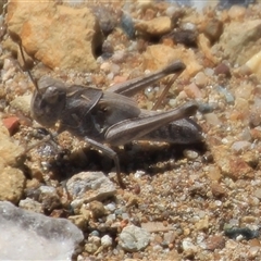 Oedaleus australis (Australian Oedaleus) at Denman Prospect, ACT - 16 Nov 2024 by Jennybach