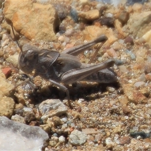 Oedaleus australis at Denman Prospect, ACT - 16 Nov 2024 11:16 AM