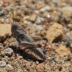 Oedaleus australis at Denman Prospect, ACT - 16 Nov 2024 11:16 AM