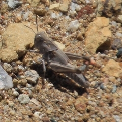 Oedaleus australis at Denman Prospect, ACT - 16 Nov 2024 11:16 AM